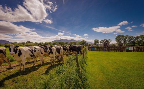 Killarney Apartment | Rookery Mews Apartments - Killarney Self Catering
