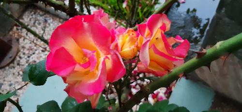 Asprovalta Apartment | Rooms Magnolia