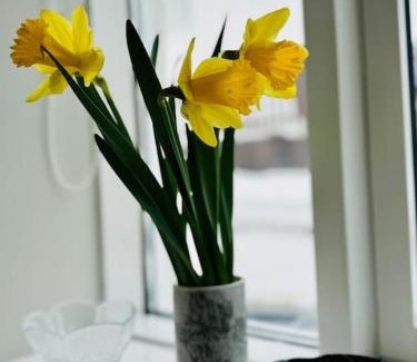 Akureyri Apartment | Scandinavian retro