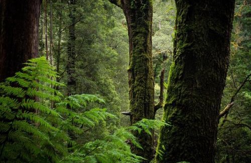 Lavers Hill House | Serene and wonderful place to recharge and enjoy