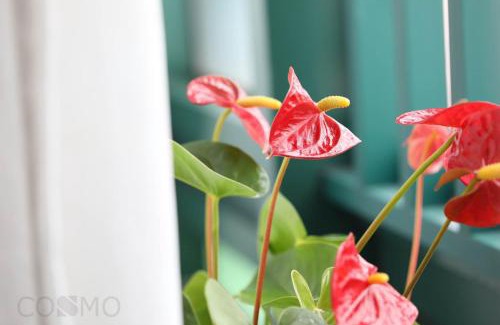 Jing'an Apartment | Shanghai Cosmo World Union Service Apartment