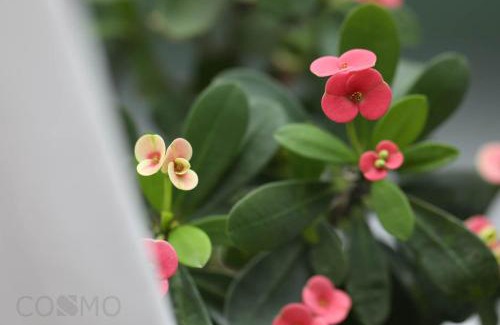 Jing'an Apartment | Shanghai Cosmo World Union Service Apartment