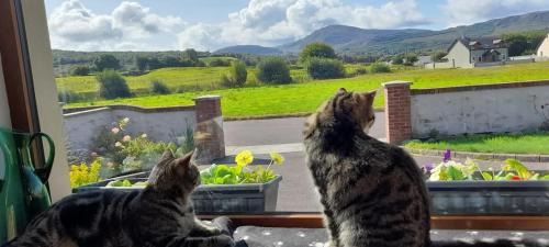 Kilgarvan Bed & Breakfast | Sheepviewhouse Leo