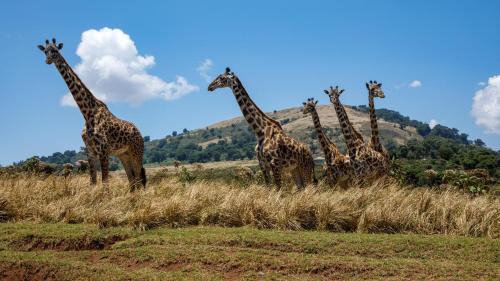 Arusha Bed & Breakfast | Sia