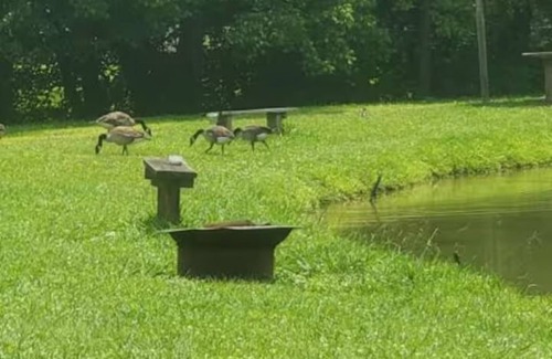 Gray Cabin | Sleeping Turtle Tiny Home
