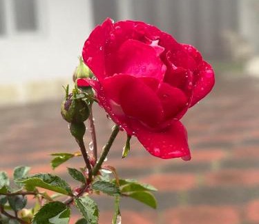 Ooty Hotel | Spring cottage
