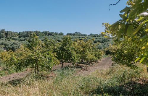 Kaloniktis Other | Star Sleep Kaloniktis Rethymno Olive Farm Escape