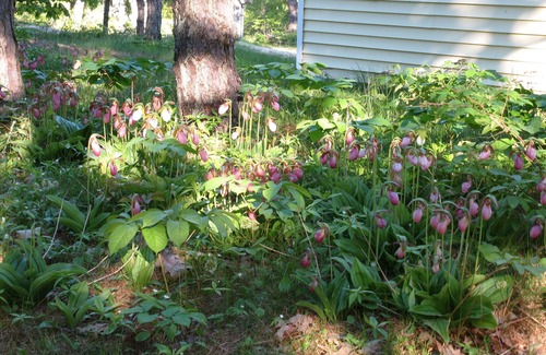 Phippsburg Cottage | Surf and Seabirds!