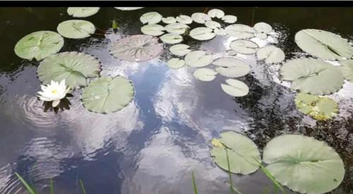 Bronwydd House | Tara vegetarian retreat guesthouse