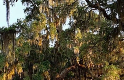 Mandeville RV Rental | Tentrr State Park Site - Louisiana Fontainebleau State Park - Teepee Field B -
