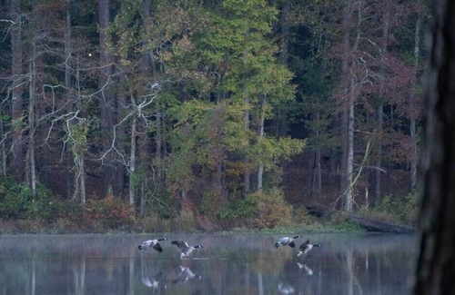 Morton RV Rental | Tentrr State Park Site - Mississippi Roosevelt State Park - I - Single Camp