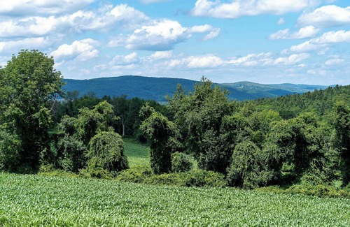 Copake Falls RV Rental | Tentrr State Park Site - NY Taconic State Park: High Valley Rd Site A
