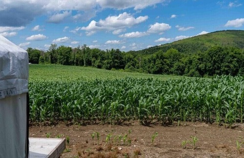 Copake Falls RV Rental | Tentrr State Park Site - NY Taconic State Park: High Valley Rd Site C