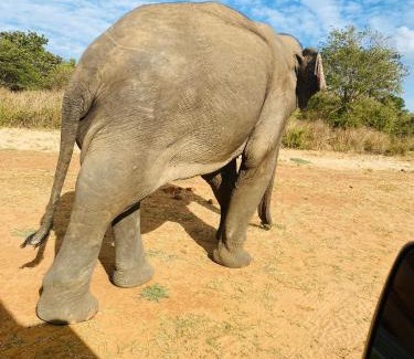 Udawalawa Bed & Breakfast | TESHI SAFARI VILLA