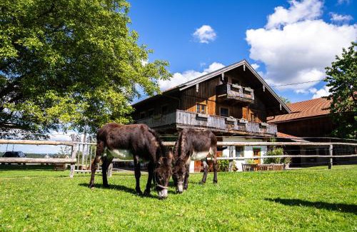 Wackersberg Apartment | Thalerbauer Ferienwohnungen