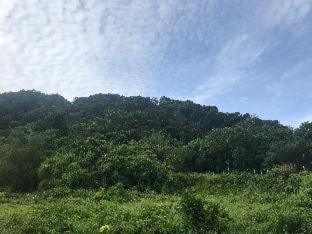 Ranong Bed & Breakfast | THANSILA Resort