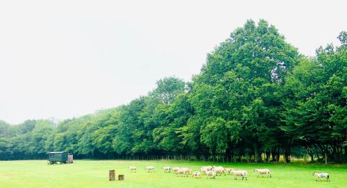 Horley Other | The Little Green Shepherds Hut