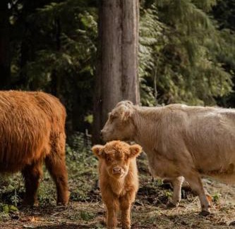 Marmot House | The Lodge at Highland Farms