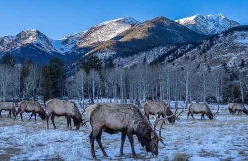 Estes Park Cottage | The Whispering Pines beckons adventurers seeking an escape unlike any other.