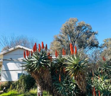 Mangoplah House | Thronum Cottage
