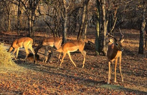 Phalaborwa Cabin | Tintshaba Safaris