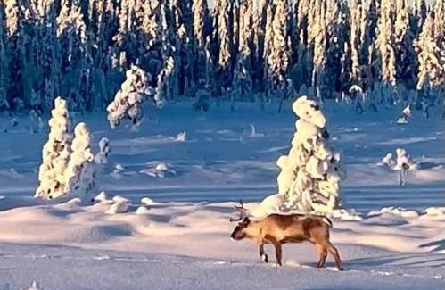 Nattavaara House | Tiny House in Nattavaara by