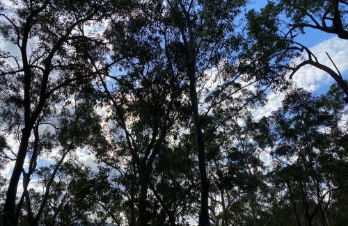 Tallebudgera Other | Trees Rd Glamping