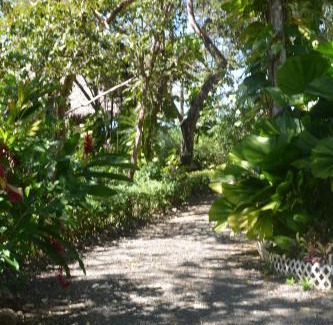 San Juanillo Bed & Breakfast | TreeTops Inn