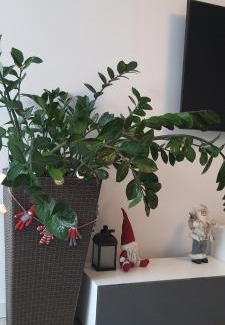 Bierutowice Apartment | Triventi Apartament Rajski