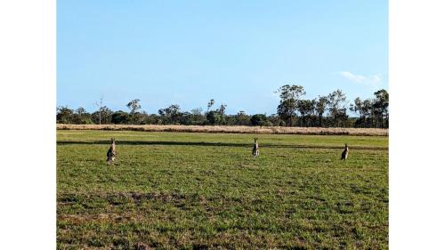 Burrum River House | Turtle Island Lakeside Tiny House by Tiny Away