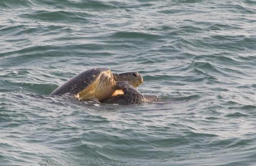 Rekawa Hotel | Turtle Paradise