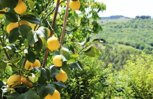 Greve in Chianti Villa | Typical Tuscan farmhouse in charming position between Panzano -Greve in Chianti