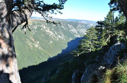 Zabljak House | Underwoods Žabljak Guesthouse