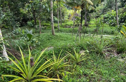Kirantidiya House | Vegan Nature Resort