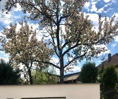 Viseu de Sus House | Vila FAN Confort