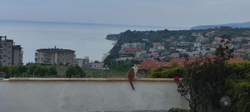 Byala House | Villa Byala Grape House