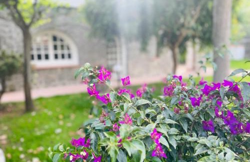 Ischia Porto Villa | Villa Cycas