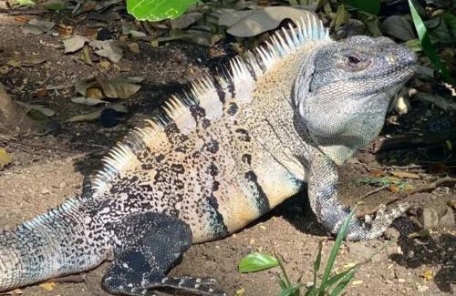 Orotina Villa | Villa Iguanas