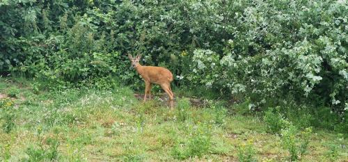 Municipality of Ameland House | Villa met grote tuin in de duinen nabij het strand