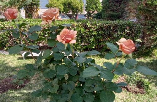 Marina Di Camerota Bed & Breakfast | Villa Silvia b&b