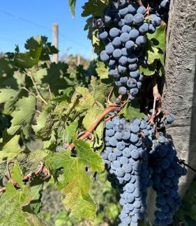 Vojvodina Other | Vinarija Ljutica Winery Ljutica