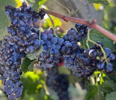 Vojvodina Other | Vinarija Ljutica Winery Ljutica