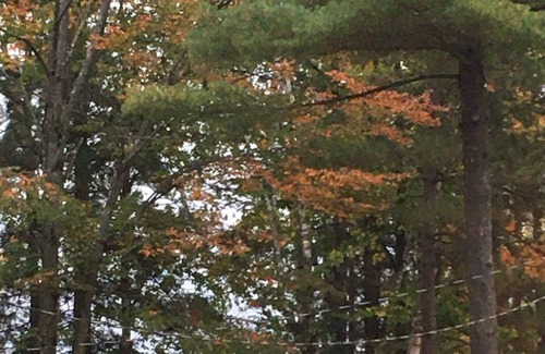 Phillips Cottage | Vintage Lakeside Cottage on Long Lake ~ Linden
