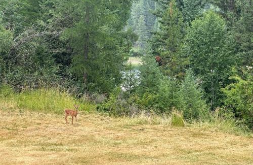 Whitefish House | Whitefish Bootjack Lake Lodge- Nestled in the Trees, Nearby Lake & Pet Friendly!