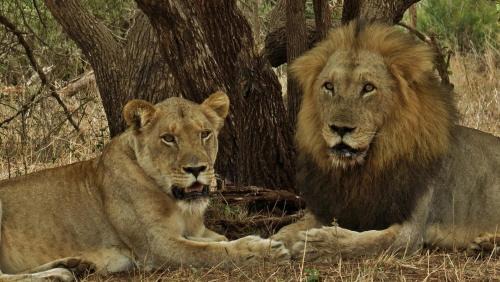 Marloth Park Cabin | Wielewaal Bush Lodge