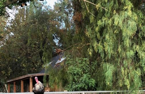 Temecula Ski Chalet | Wine Country Private Working Sheep Farm; Rustic Elegance