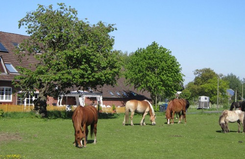 Holtgast Apartment | Wohnung 5 auf dem Ferienhof Eilts -viele Ponys und Sonstige Tiere in Nordseenähe