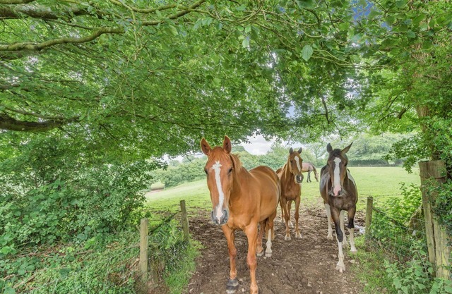 1 bedroom accommodation in Gorsgoch