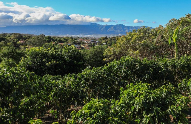 2 Bedroom, 2 Bath Office, Open Floor Plan on beautiful coffee farm