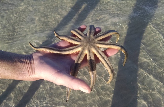 5 min to Gulf Beaches. Beach Pass Incld. Feb & March Just Opened! 28 nt min! nnn